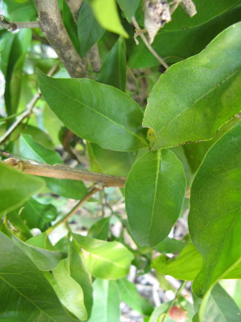            Shade leaves (Winter Haven, FL)   